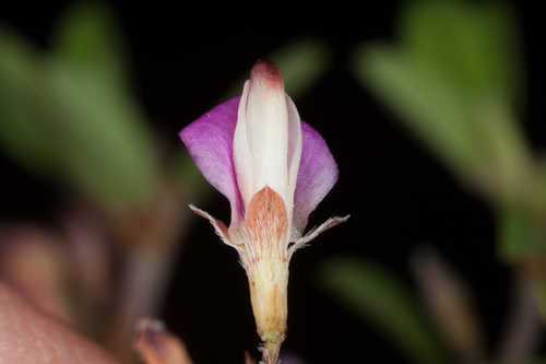 Kummerowia striata #3